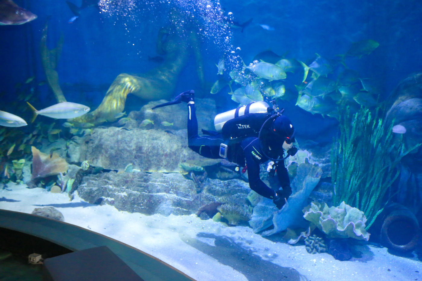 A diver inside the Aquarium