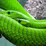 Reptile and Amphibian Expo Melbourne 2017